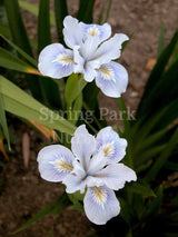 Pacific Coast Iris 'Pale Blue' [Sz:100 mm]