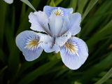 Pacific Coast Iris 'Pale Blue' [Sz:100 mm]