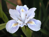 Pacific Coast Iris 'Pale Blue' [Sz:100 mm]