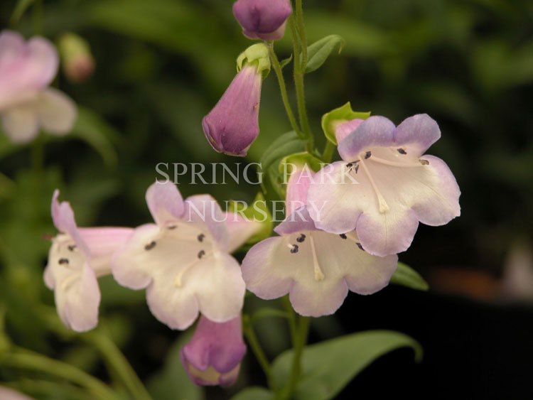 Penstemon 'Alice Hindley' [Sz:100 mm]