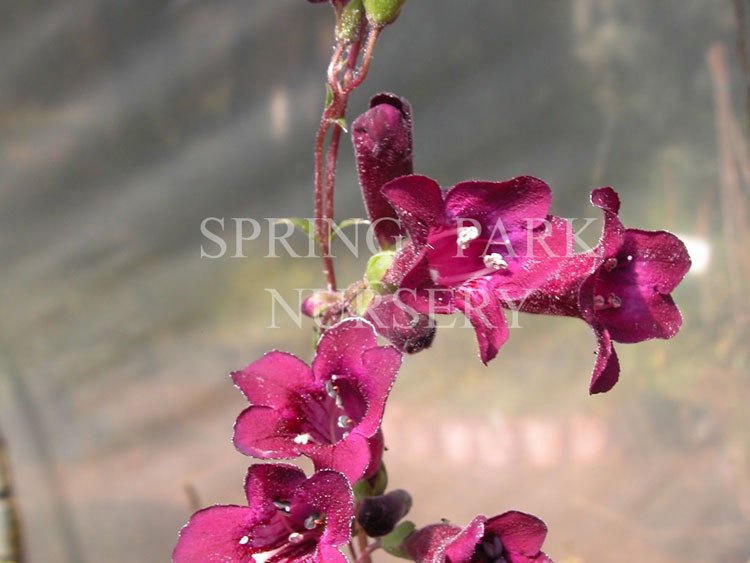 Penstemon 'Blackbird' [Sz:100 mm]