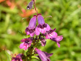 Penstemon 'Blue Midnight' [Sz:100 mm]