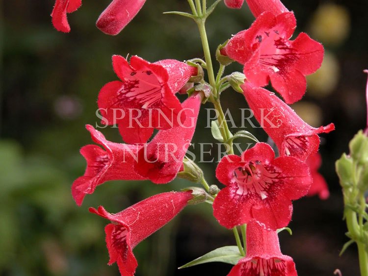 Penstemon 'Chester Scarlet' [Sz:100 mm]