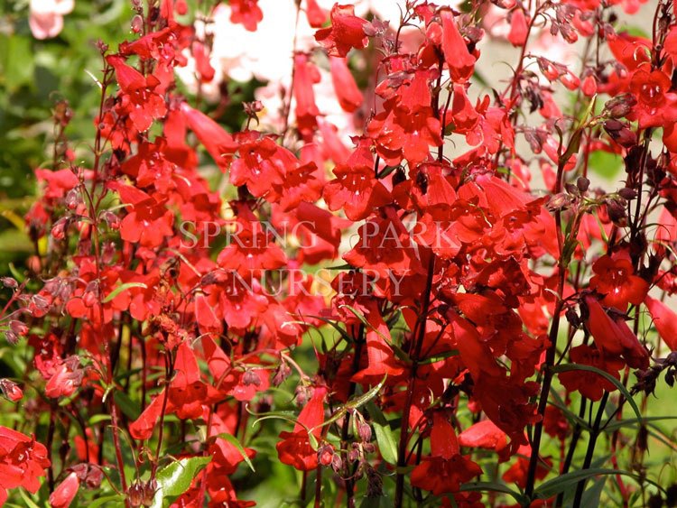 Penstemon 'Firebird' [Sz:100 mm]