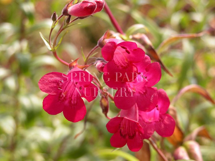 Penstemon 'Garnet' [Sz:100 mm]