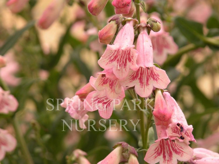 Penstemon 'Hidcote' [Sz:100 mm]