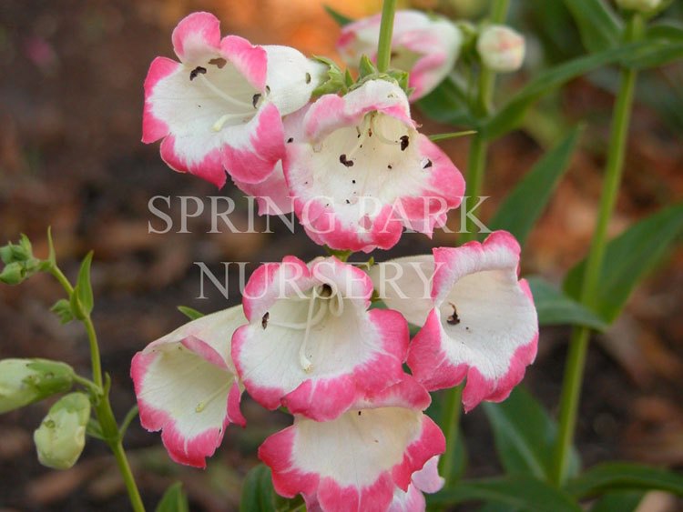 Penstemon 'Osprey' [Sz:100 mm]