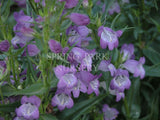 Penstemon 'Papal Purple' [Sz:100 mm]