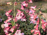 Penstemon 'Pink Cloud' [Sz:100 mm]