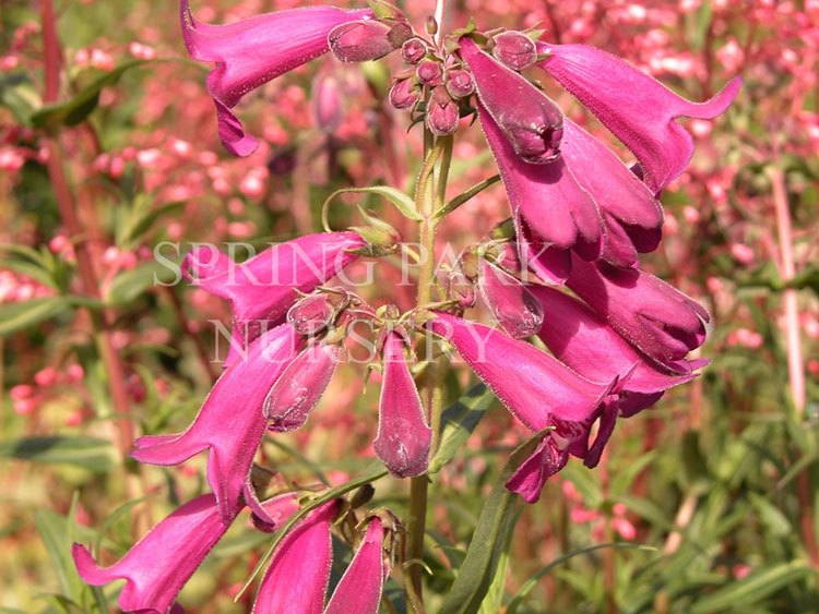 Penstemon 'Purple' [Sz:100 mm]