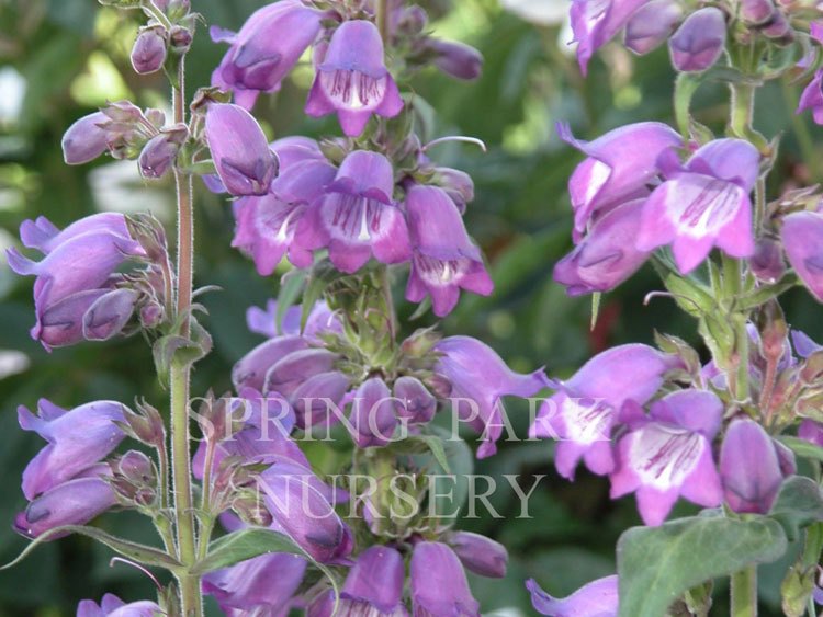 Penstemon 'Sour Grapes' [Sz:100 mm]