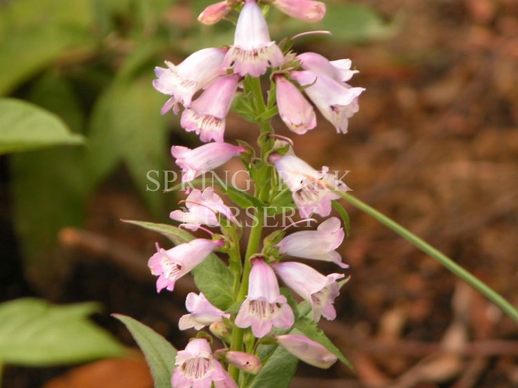 Penstemon 'Stapleford Gem' [Sz:100 mm]