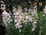 Penstemon 'Thorn' [Sz:100 mm]