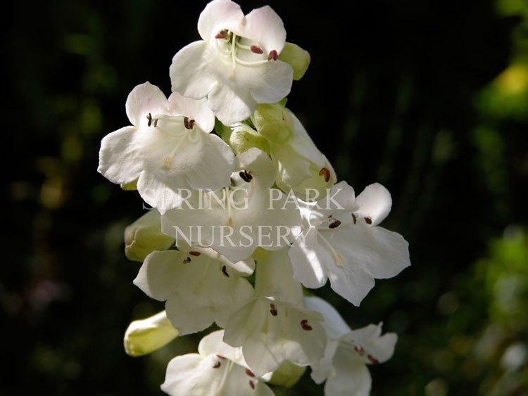 Penstemon 'White Bedder' [Sz:100 mm]