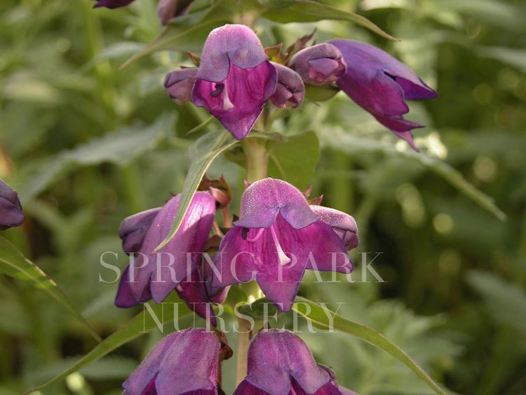 Penstemon 'Willy's Purple' [Sz:100 mm]