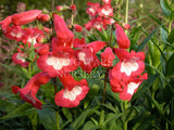 Penstemon 'Yvonne' [Sz:100 mm]