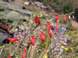 Penstemon barbatus [Sz:100 mm]