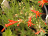 Penstemon pinifolia [Sz:100 mm]