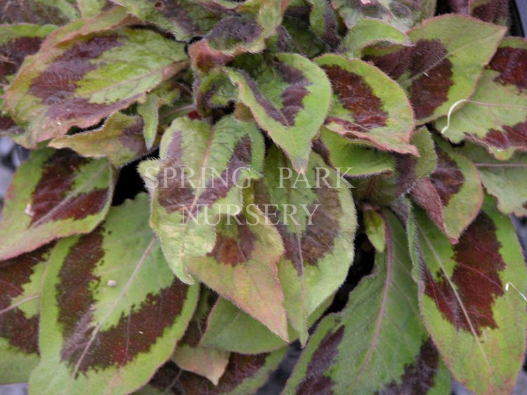 Persicaria virginiana [Sz:100 mm]