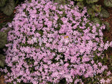 Phlox alpina 'Court Jester' [Sz:100 mm]