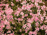 Phlox subulata 'Tamaongalei' [Sz:100 mm]