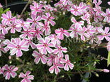 Phlox subulata 'Tamaongalei' [Sz:100 mm]