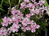 Phlox subulata 'Tamaongalei' [Sz:100 mm]