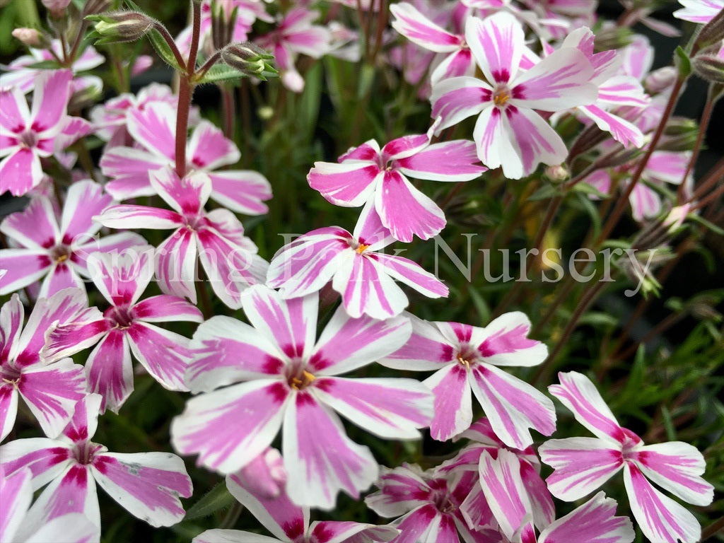 Phlox subulata 'Tamaongalei' [Sz:100 mm]