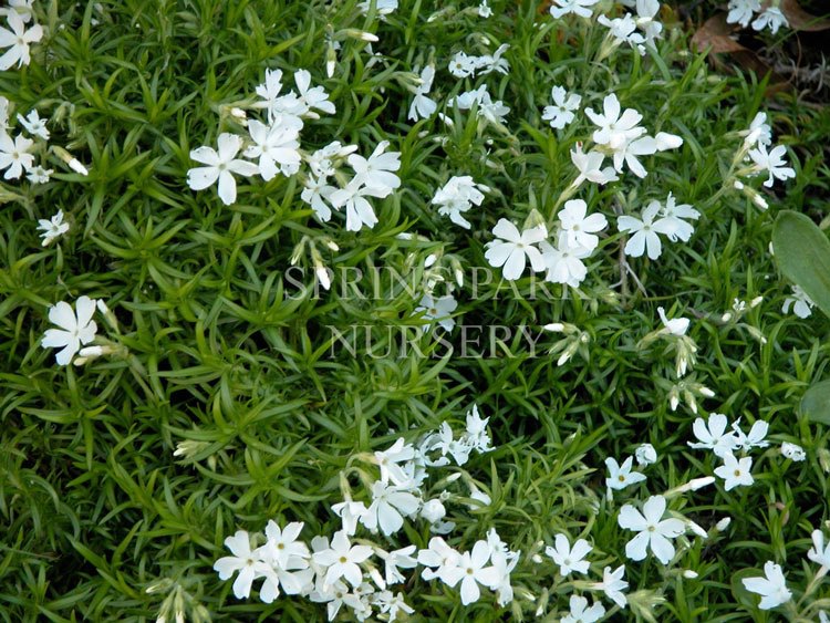 Phlox subulata 'Alba' [Sz:100 mm]