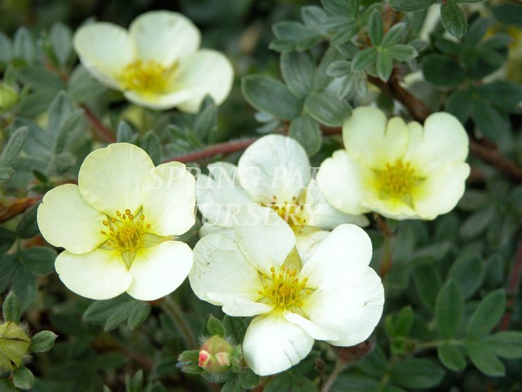 Potentilla fruiticosa 'Moonbeam' [Sz:100 mm]