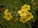 Potentilla fruticosa 'Elizabeth' [Sz:100 mm]