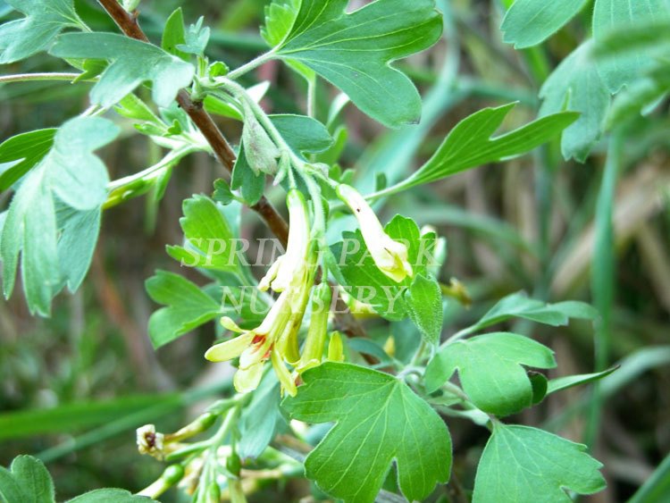 Ribes aureum [Sz:100 mm]