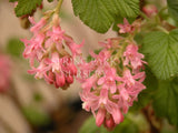 Ribes sanguineum [Sz:100 mm]