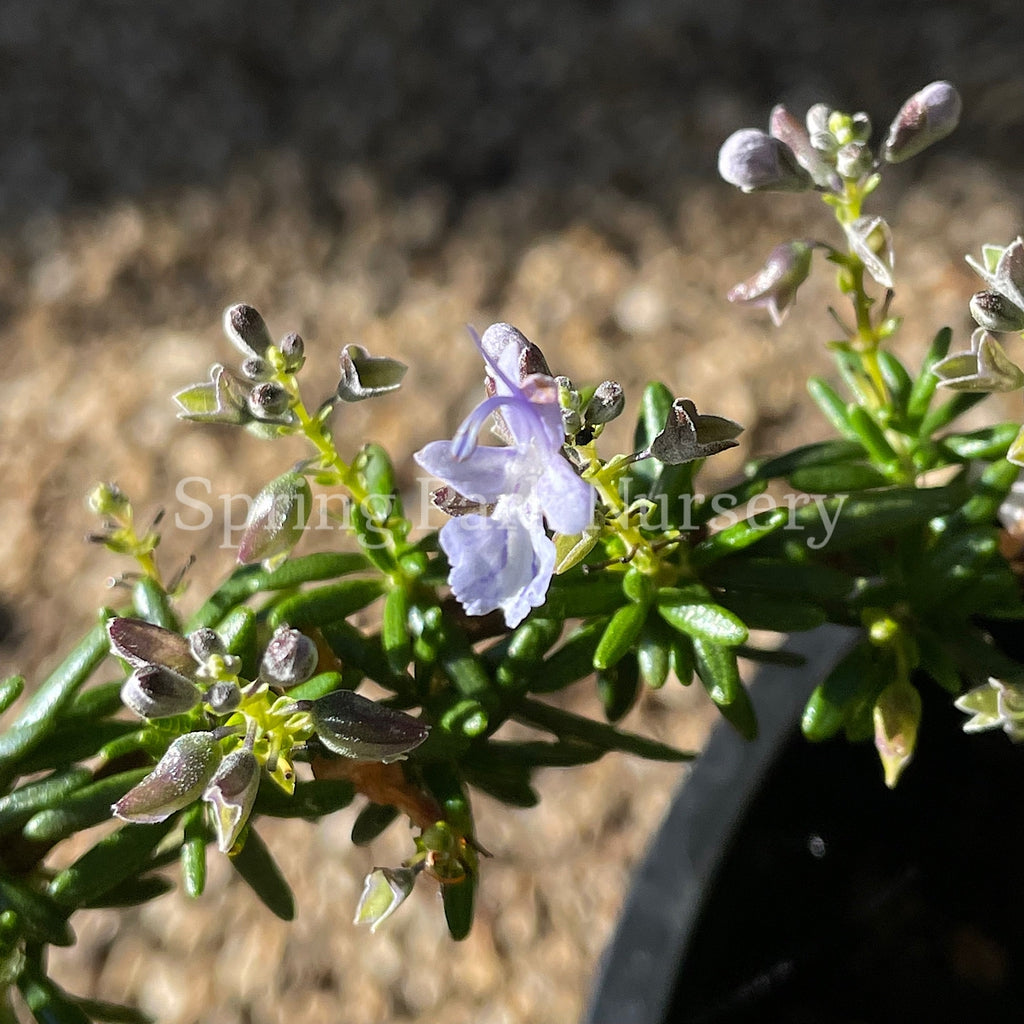 Rosemary Prostrate [Sz:100 mm]