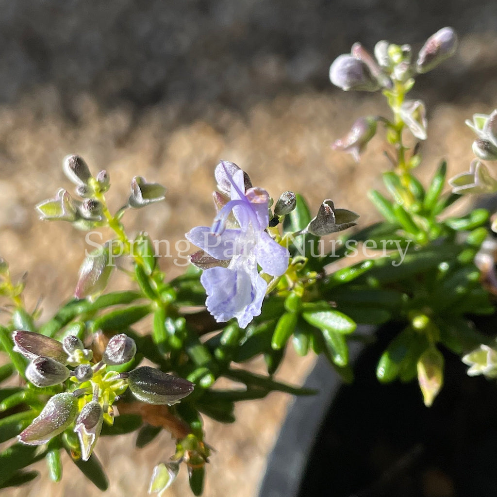 Rosemary Prostrate [Sz:100 mm]