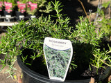 Rosemary Prostrate [Sz:100 mm]