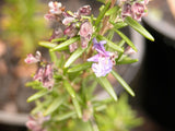 Rosemary 'Mozart' [Sz:100 mm]