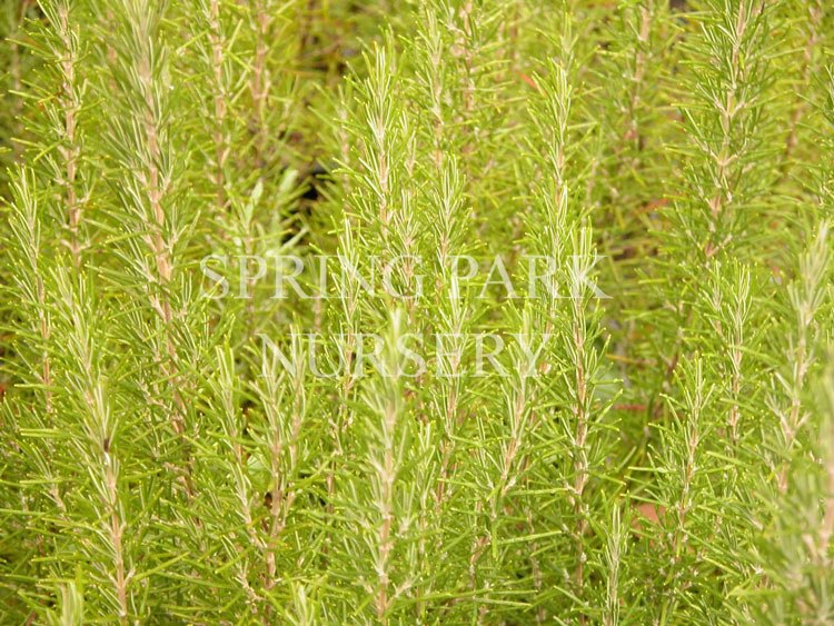 Rosemary 'Benenden Blue' [Sz:100 mm]