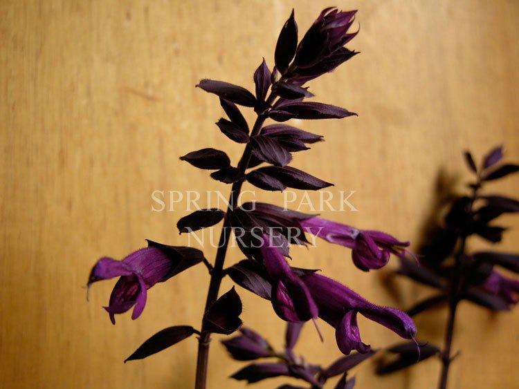 Salvia 'Black Knight' [Sz:100 mm]