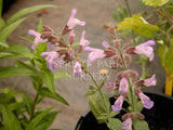 Salvia 'Greek Skies' [Sz:100 mm]