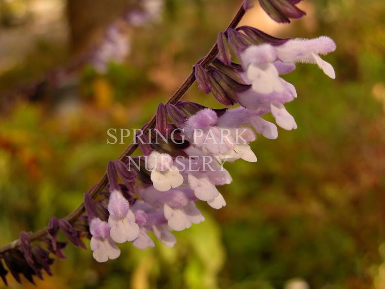 Salvia 'Phyllis Fancy' [Sz:100 mm]