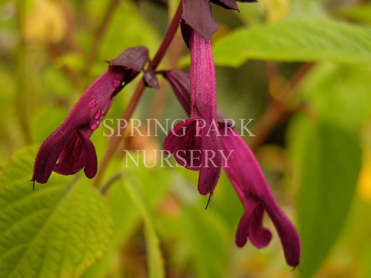 Salvia 'Purple Majesty' [Sz:100 mm]