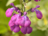 Salvia 'Purple Splendour' [Sz:100 mm]