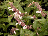 Salvia 'Waverley' [Sz:100 mm]