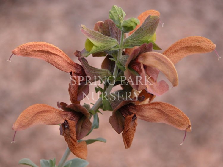 Salvia africana-lutea [Sz:100 mm]