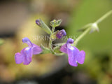 Salvia coahuilensis [Sz:100 mm]