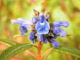 Salvia corrugata 'Blue Sensation' [Sz:100 mm]