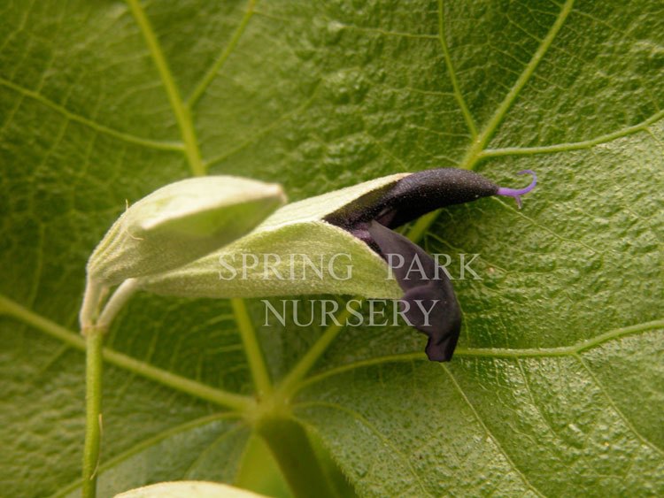 Salvia discolor [Sz:100 mm]