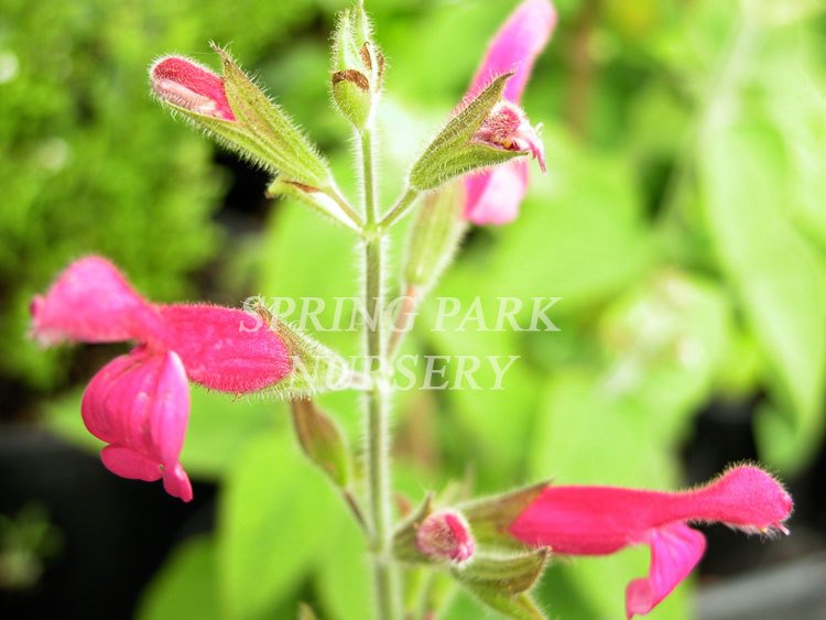 Salvia dorisiana [Sz:100 mm]