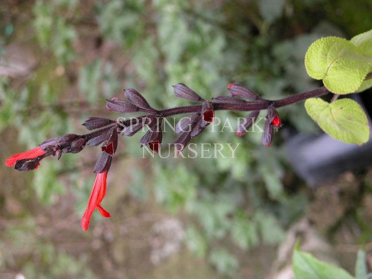 Salvia gesneriiflora 'Tequila' [Sz:100 mm]